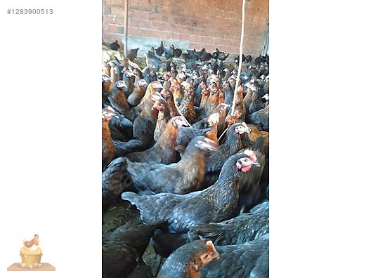 Pets & Livestock / Poultry & Fowl / Chickens