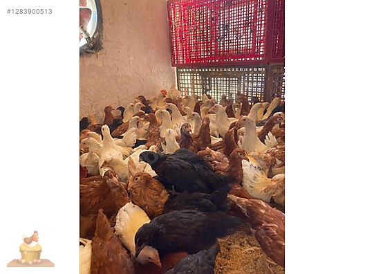 Pets & Livestock / Poultry & Fowl / Chickens