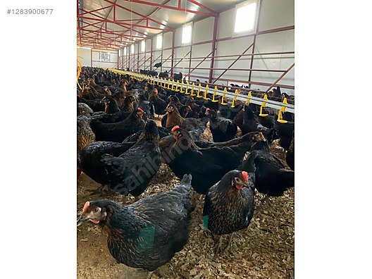 Hayvanlar Alemi / Kümes Hayvanları / Tavuk