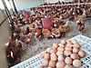 Pets & Livestock / Poultry & Fowl / Chickens