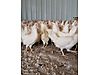 Pets & Livestock / Poultry & Fowl / Chickens