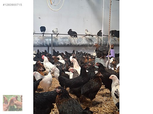Pets & Livestock / Poultry & Fowl / Chickens