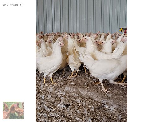 Pets & Livestock / Poultry & Fowl / Chickens