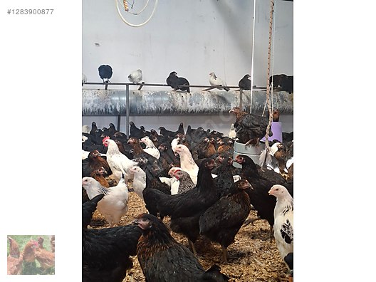 Pets & Livestock / Poultry & Fowl / Chickens