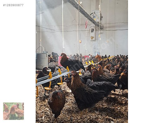 Pets & Livestock / Poultry & Fowl / Chickens