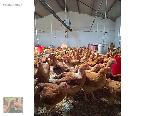 Pets & Livestock / Poultry & Fowl / Chickens