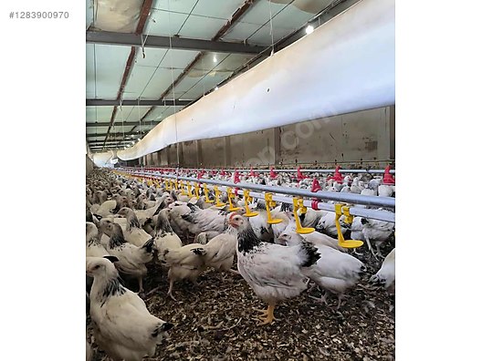 Hayvanlar Alemi / Kümes Hayvanları / Tavuk