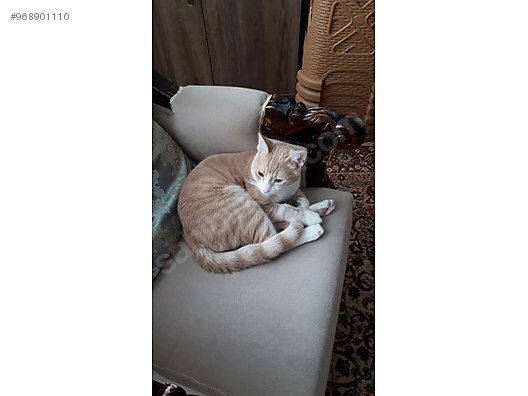 Kedi Tekir Istanbul Gungoren Tekir Kedi Sahibinden Comda 968901110