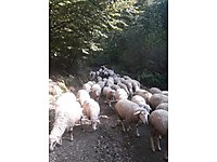 Satilik Kucukbas Hayvanlar Ilanlari Sahibinden Com 13