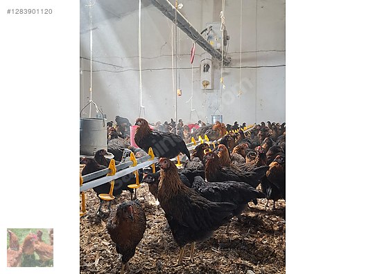 Hayvanlar Alemi / Kümes Hayvanları / Tavuk