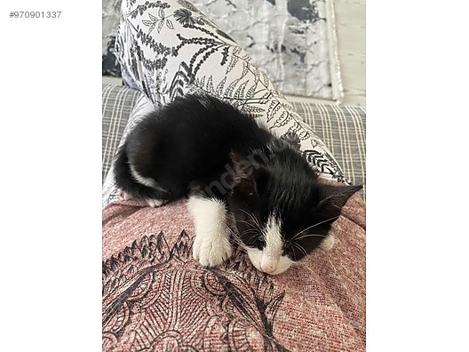 Kedi Tekir Kedimi Sahiplendirmek Istiyorum Sahibinden Comda 970901337