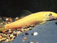 Esvaryum'dan yosun yiyici c.a.e 2.5 cm #1283901929