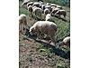 Pets & Livestock / Small Livestock / Rams