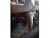 Pets & Livestock / Small Livestock / Rams