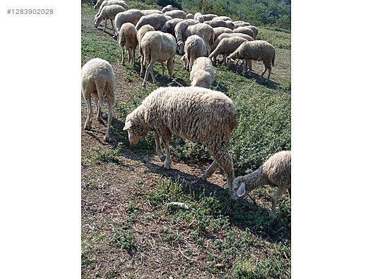 Pets & Livestock / Small Livestock / Rams