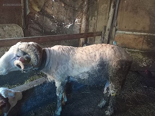 Pets & Livestock / Small Livestock / Rams