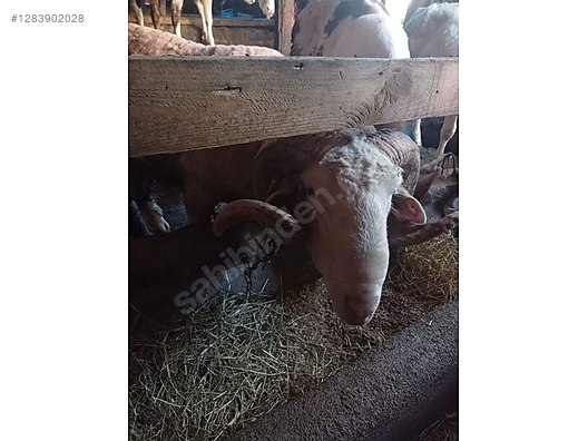 Pets & Livestock / Small Livestock / Rams