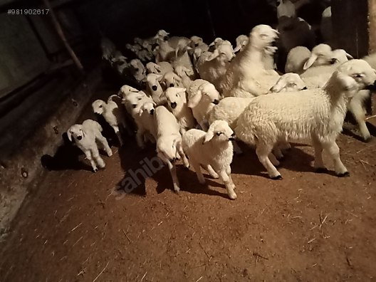 koyun 200 koyun 150 toklu 70 tane yeni kuzu sahibinden comda 981902617