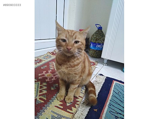Kedi Tekir Simit Yuva Ariyor Sahibinden Comda 890903333