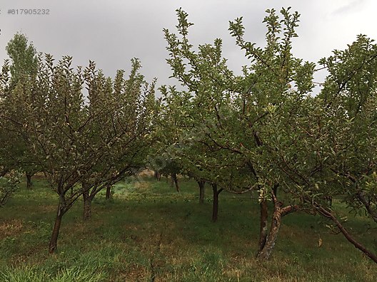 sorun gorevli her ikisi satilik elma bahcesi nigde istanbulistatistik com