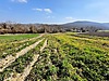 ÇATALCA DAĞYENİCE'DE 4,643M2 MÜSTAKİL PARSEL YOLA CEPHELİ ARSA