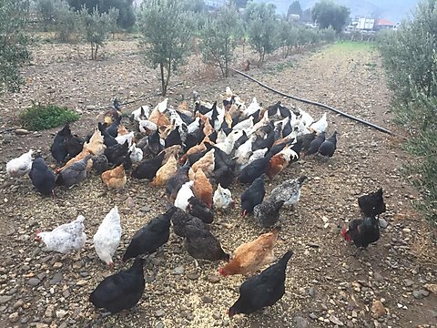 Tavuk Satilik Koy Tavugu Sahibinden Comda 968905766 Tavuk Satilik Koy Tavugu Sahibinden Comda 968905766