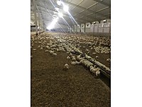 Bilecik Satilik Ciftlik Ilanlari Ve Fiyatlari Sahibinden Com Da