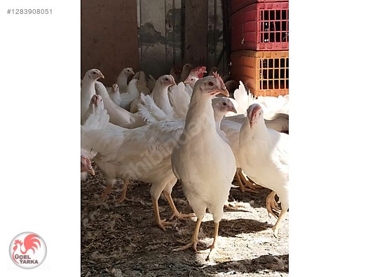 Hayvanlar Alemi / Kümes Hayvanları / Tavuk