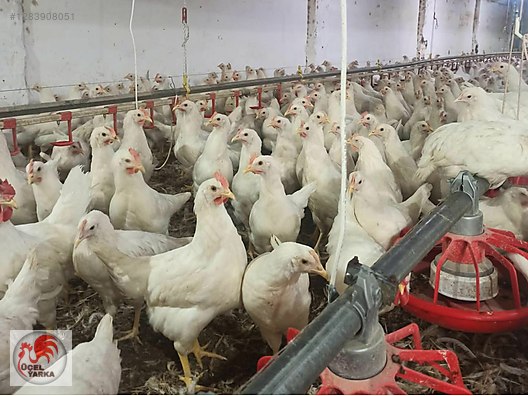 Hayvanlar Alemi / Kümes Hayvanları / Tavuk