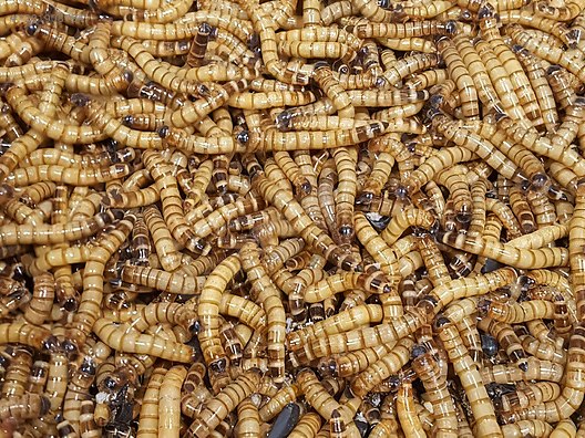 Hayvanlar Alemi / Böcekler / Diğer Türler