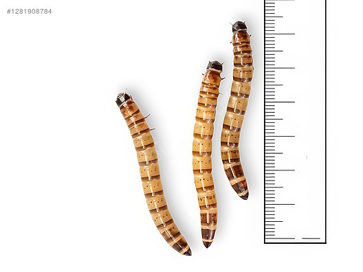 Hayvanlar Alemi / Böcekler / Diğer Türler