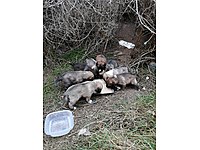 Ucretsiz Kopek Sahiplendirme Ilanlari Sahibinden Com