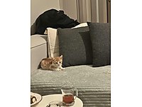 Minik yavruşa yuva #1282909539