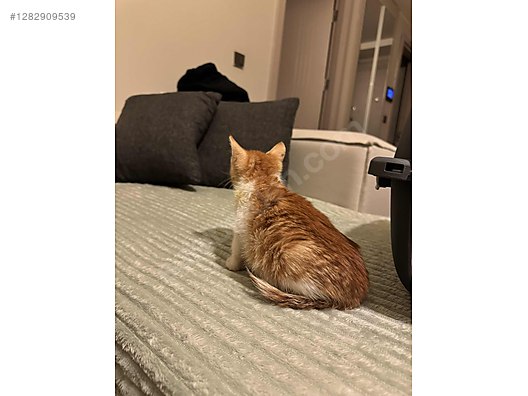 Hayvanlar Alemi / Evcil Hayvanlar / Kedi / Tekir