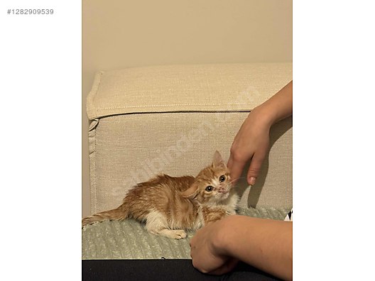 Hayvanlar Alemi / Evcil Hayvanlar / Kedi / Tekir