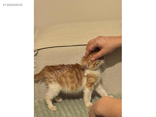 Hayvanlar Alemi / Evcil Hayvanlar / Kedi / Tekir