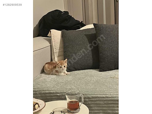 Hayvanlar Alemi / Evcil Hayvanlar / Kedi / Tekir