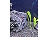 Pets & Livestock / Aquarium Fish / Invertebrates / Shrimp
