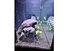 Pets & Livestock / Aquarium Fish / Invertebrates / Shrimp