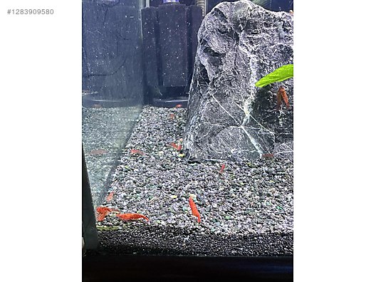 Pets & Livestock / Aquarium Fish / Invertebrates / Shrimp