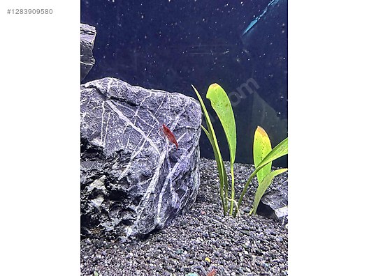 Pets & Livestock / Aquarium Fish / Invertebrates / Shrimp