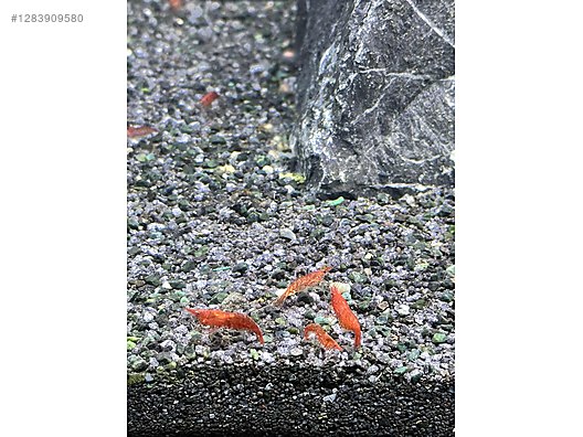 Pets & Livestock / Aquarium Fish / Invertebrates / Shrimp