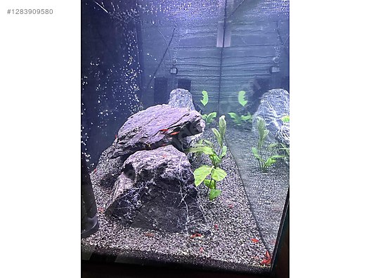 Pets & Livestock / Aquarium Fish / Invertebrates / Shrimp