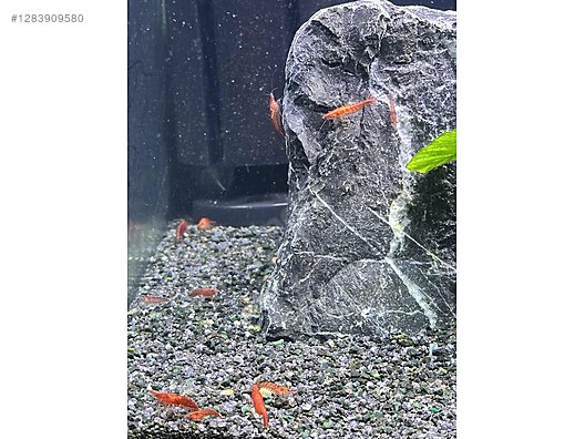 Pets & Livestock / Aquarium Fish / Invertebrates / Shrimp