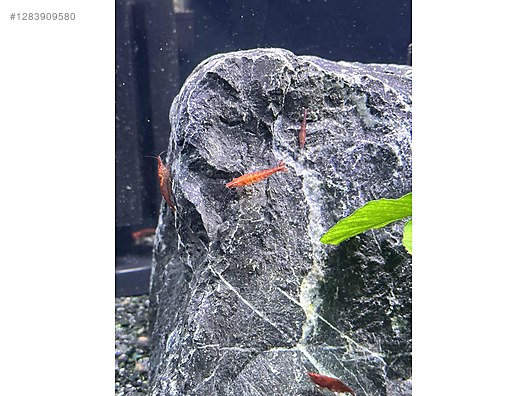 Pets & Livestock / Aquarium Fish / Invertebrates / Shrimp