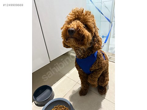 Doggy style: Sevilen seks pozisyonu hakkında tüm merak edilenler Doggy style: Sevilen seks pozisyonu hakkında tüm merak edilenler