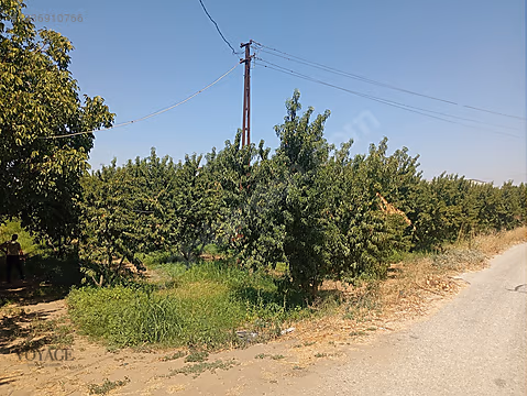 Kemalpaşa Örende Satılık Şeftalilik