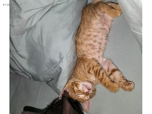 Hayvanlar Alemi / Evcil Hayvanlar / Kedi / Sarman