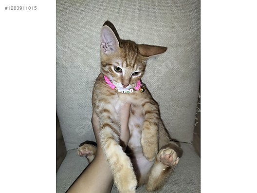 Hayvanlar Alemi / Evcil Hayvanlar / Kedi / Sarman