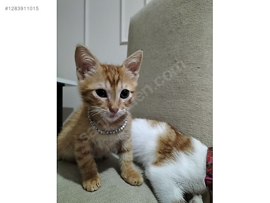 Hayvanlar Alemi / Evcil Hayvanlar / Kedi / Sarman